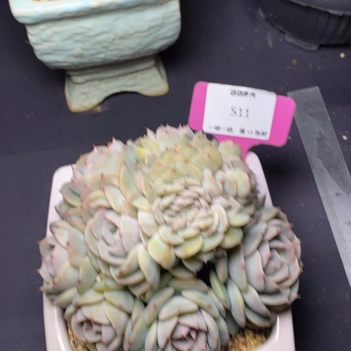 511雪域蓝巴黎有朵有缀