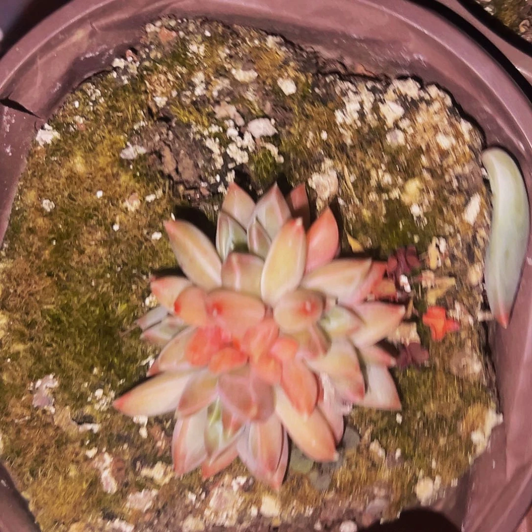 桔云多肉美人精品系列