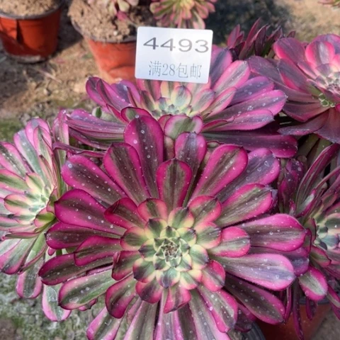 舞天姬多肉多肉4493