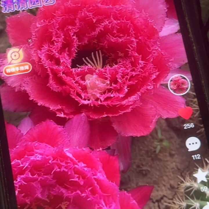 清清708侧牙瑕疵黑点