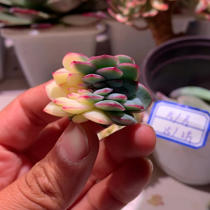 雨燕座缀化锦锦锦