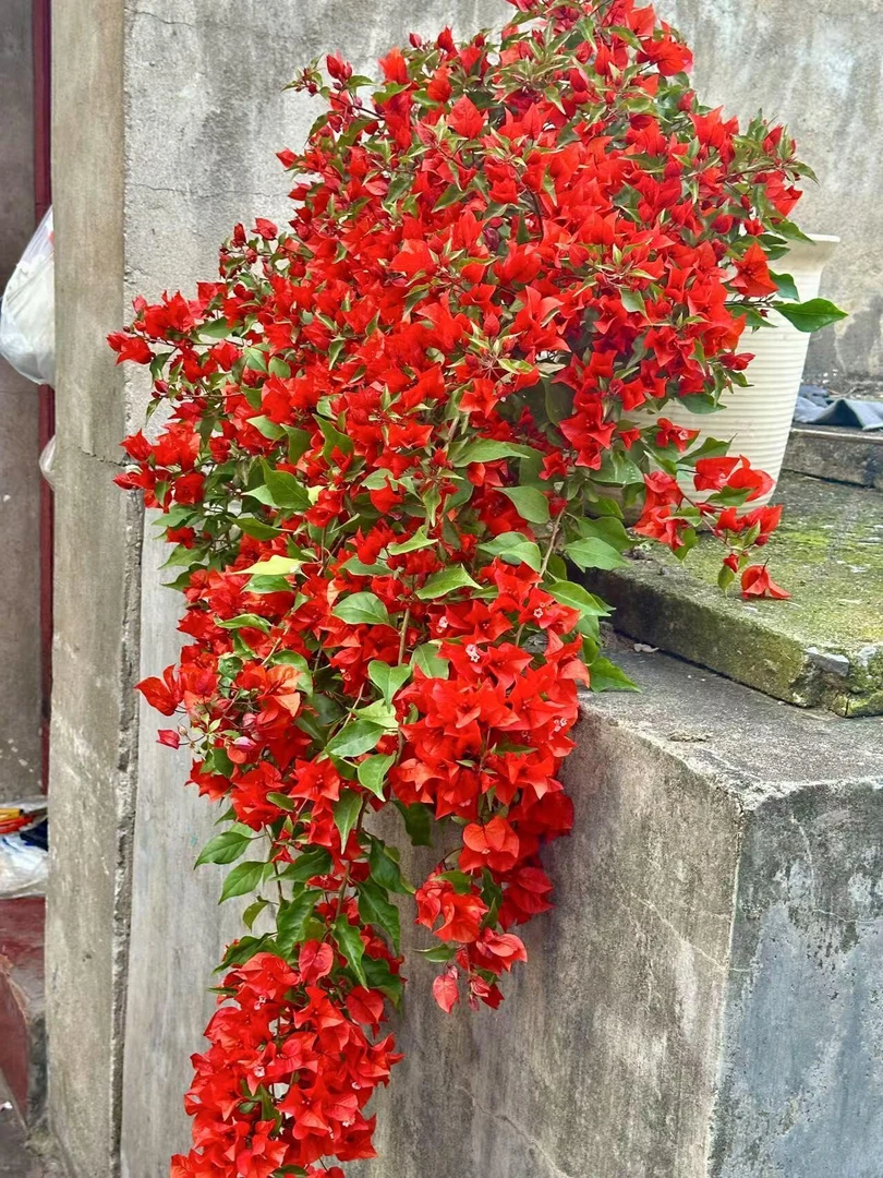 【热火桑巴三角梅袋苗】原生正版苗四季开花勤花好养易成活新手绿植