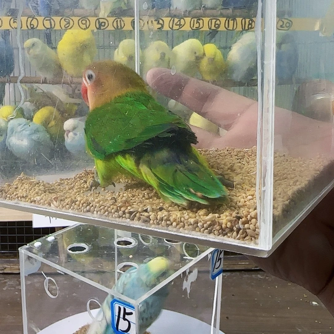 桃脸牡丹鹦鹉爱情鸟公