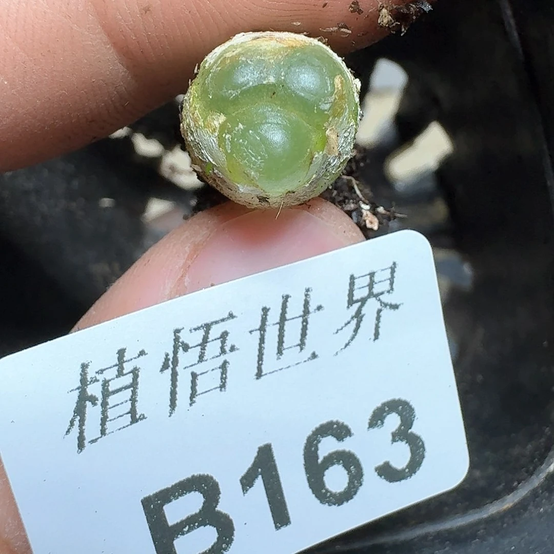 163号多肉植物哇f v h