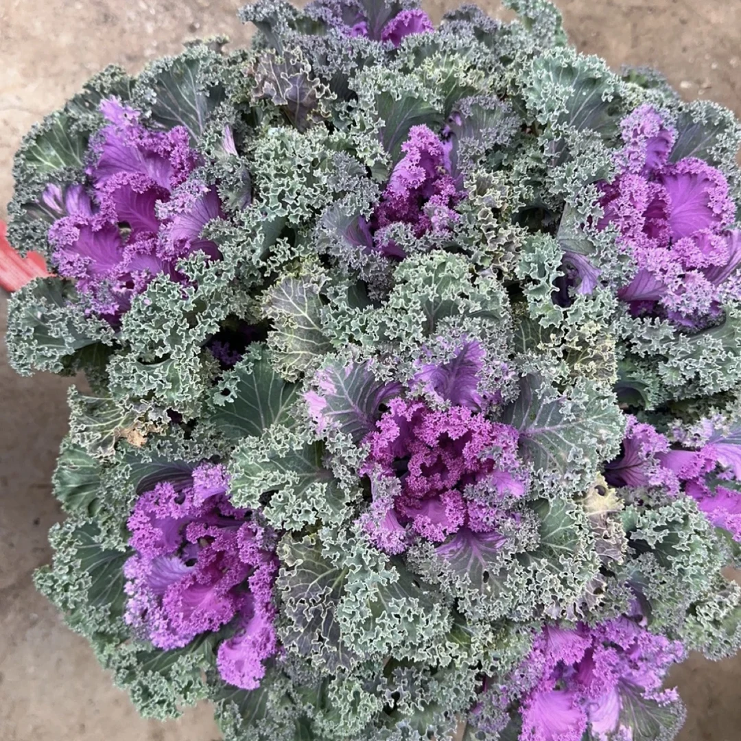 紫色冬日牡丹羽衣甘蓝盆栽多年生颜值高室内室外耐旱耐寒花卉