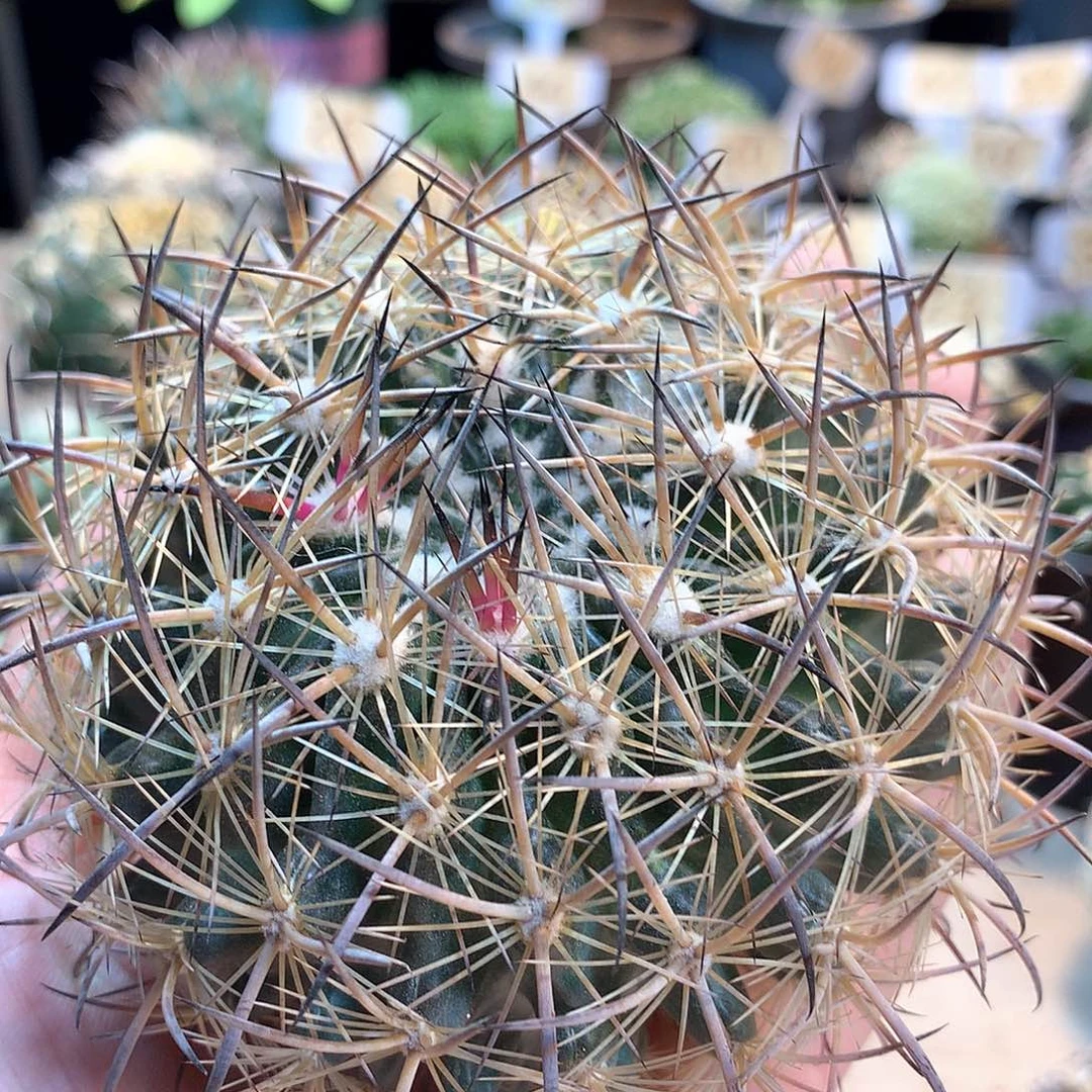 虎爪玉苗接没根