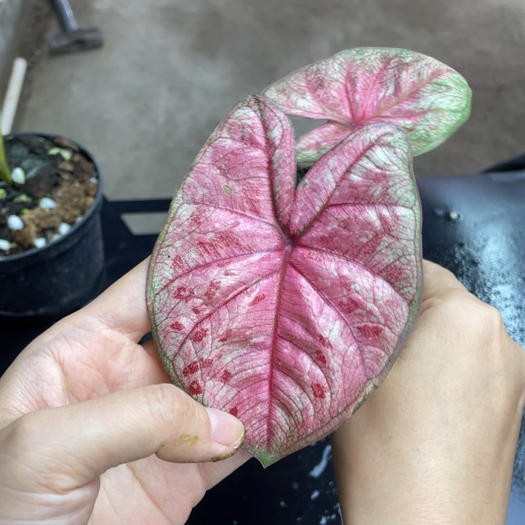 无花朵个体养定发货