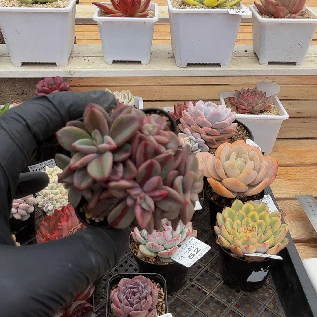 1101-57紫心锦群生