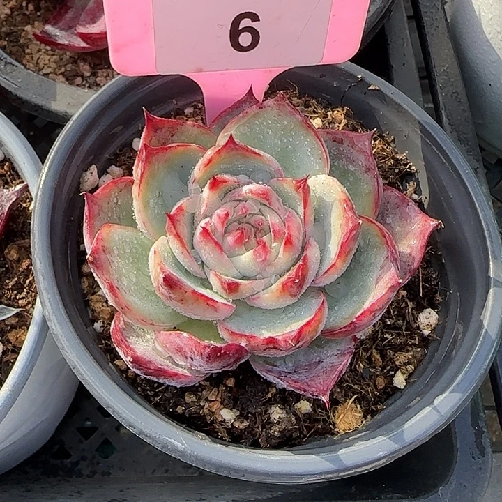 6 惊鸿仙子多肉植物7-9cm