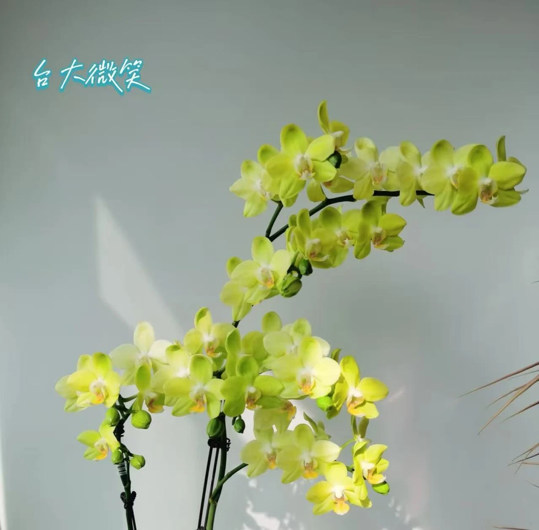 【台大微笑】精品蝴蝶兰花室内阳台办公室高端花卉绿植盆栽年宵花