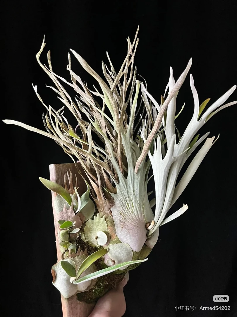 哇哇树ar澳本河侧芽/孢子苗鹿角蕨