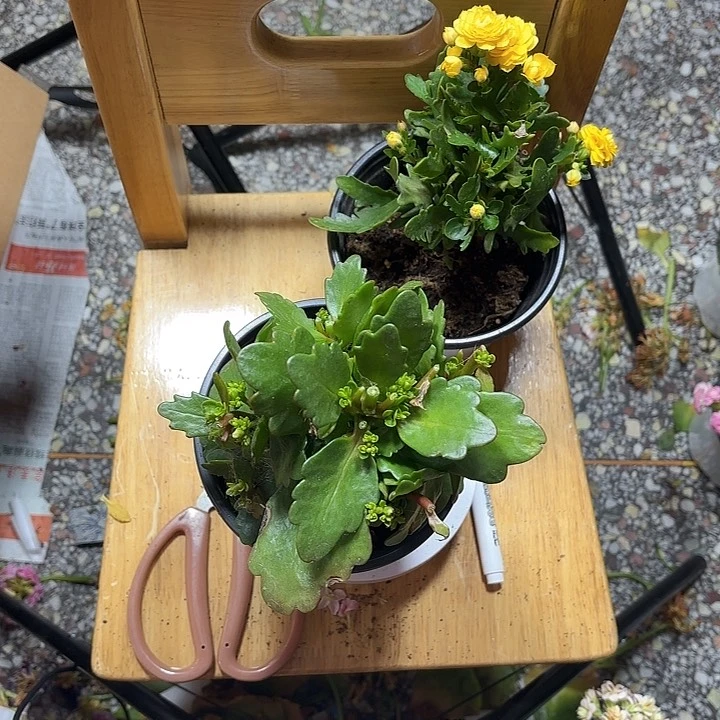 菲戈圣基茨和尼维斯心**风