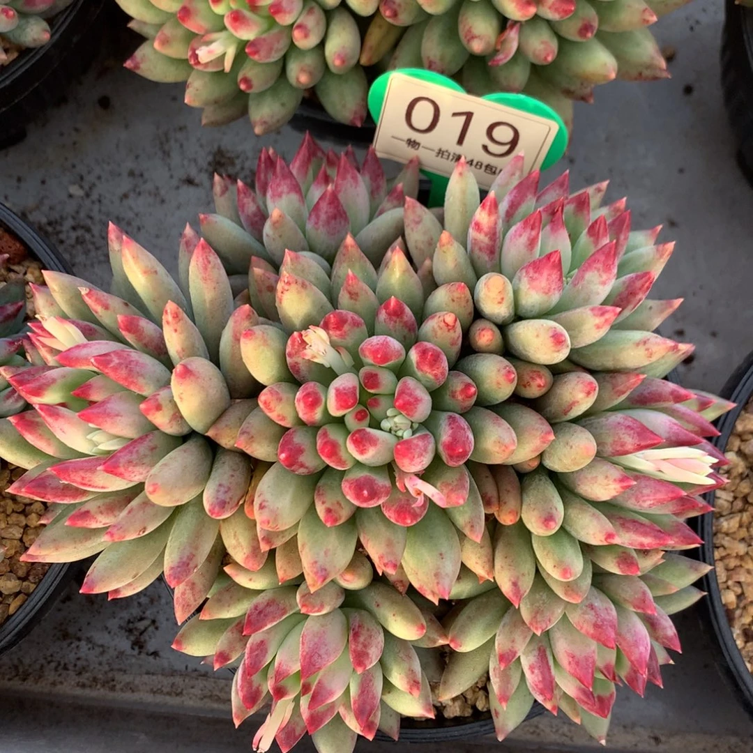 二代虞美人无砍捧花019