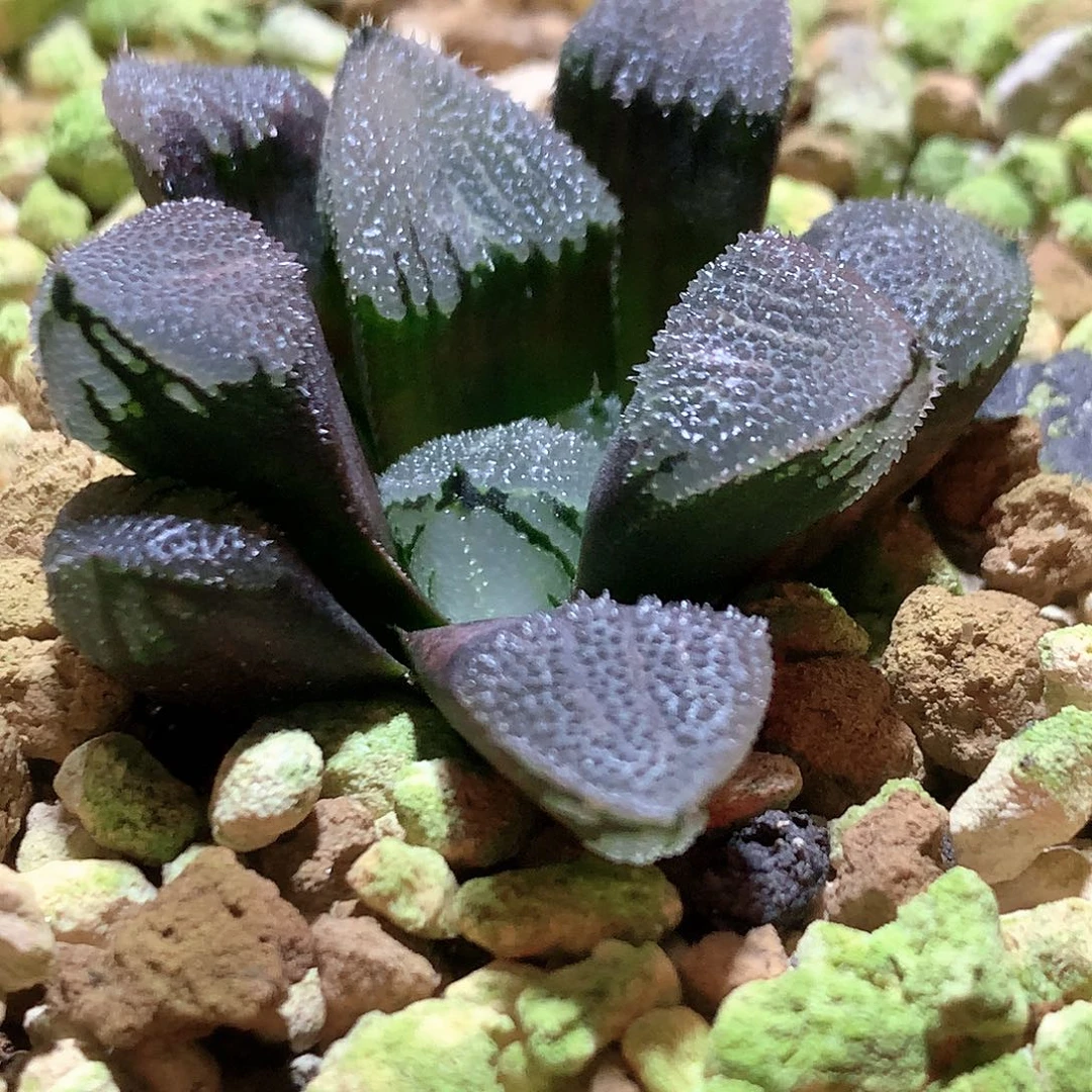 实生裹克 尺寸4.2cm