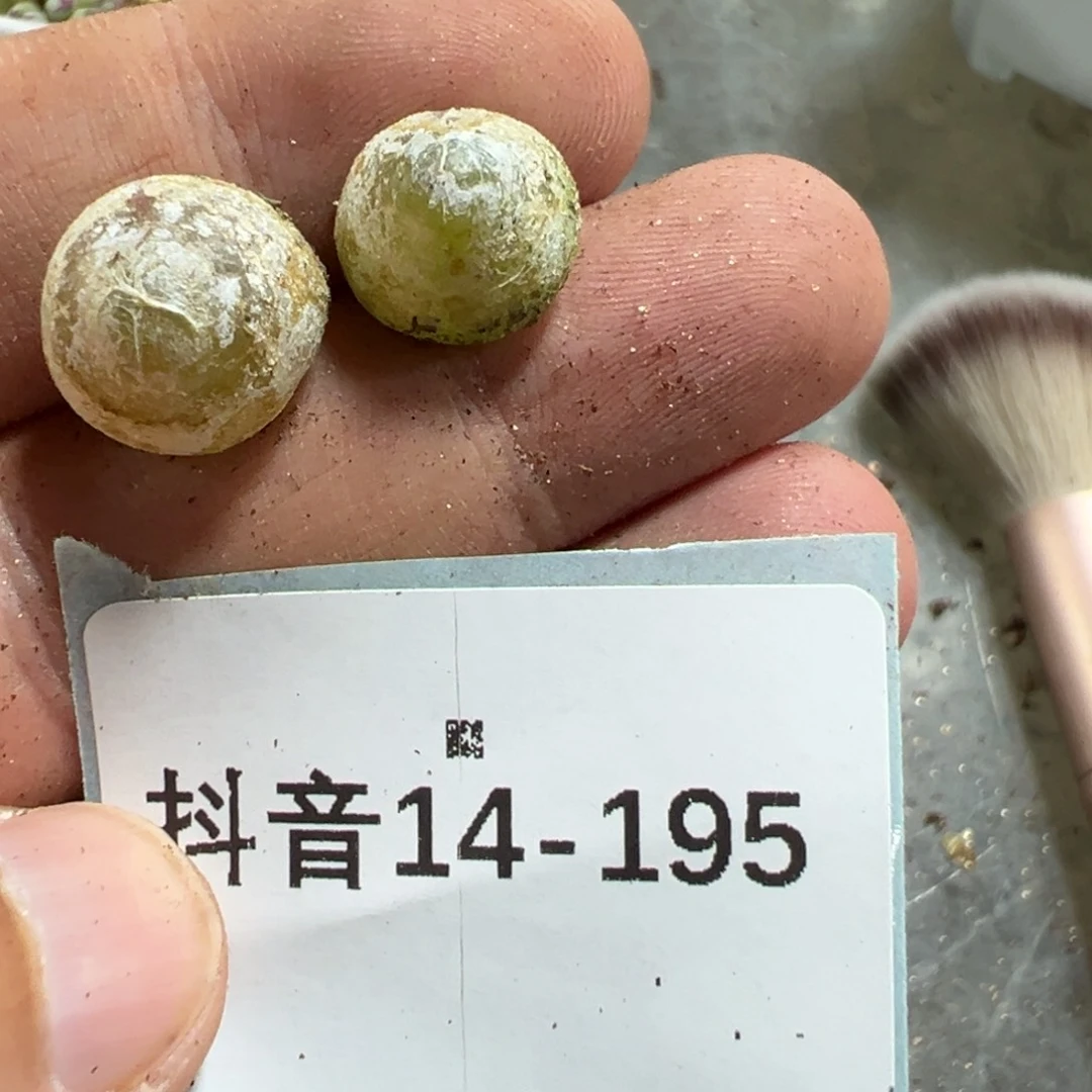14-195灯泡多肉植物