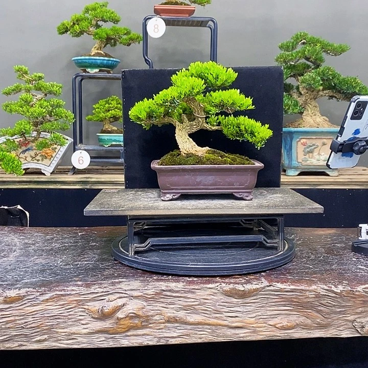 无花朵黄杨盆景四季常青