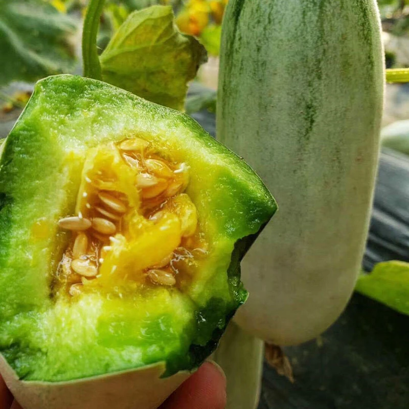 【羊角蜜2代】甜如蜜 包甜 包脆 包多汁水 升级版2代 保证品质2