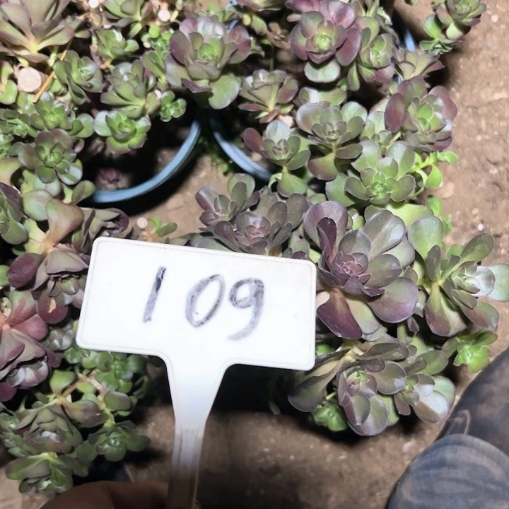 多肉植物梅金法师