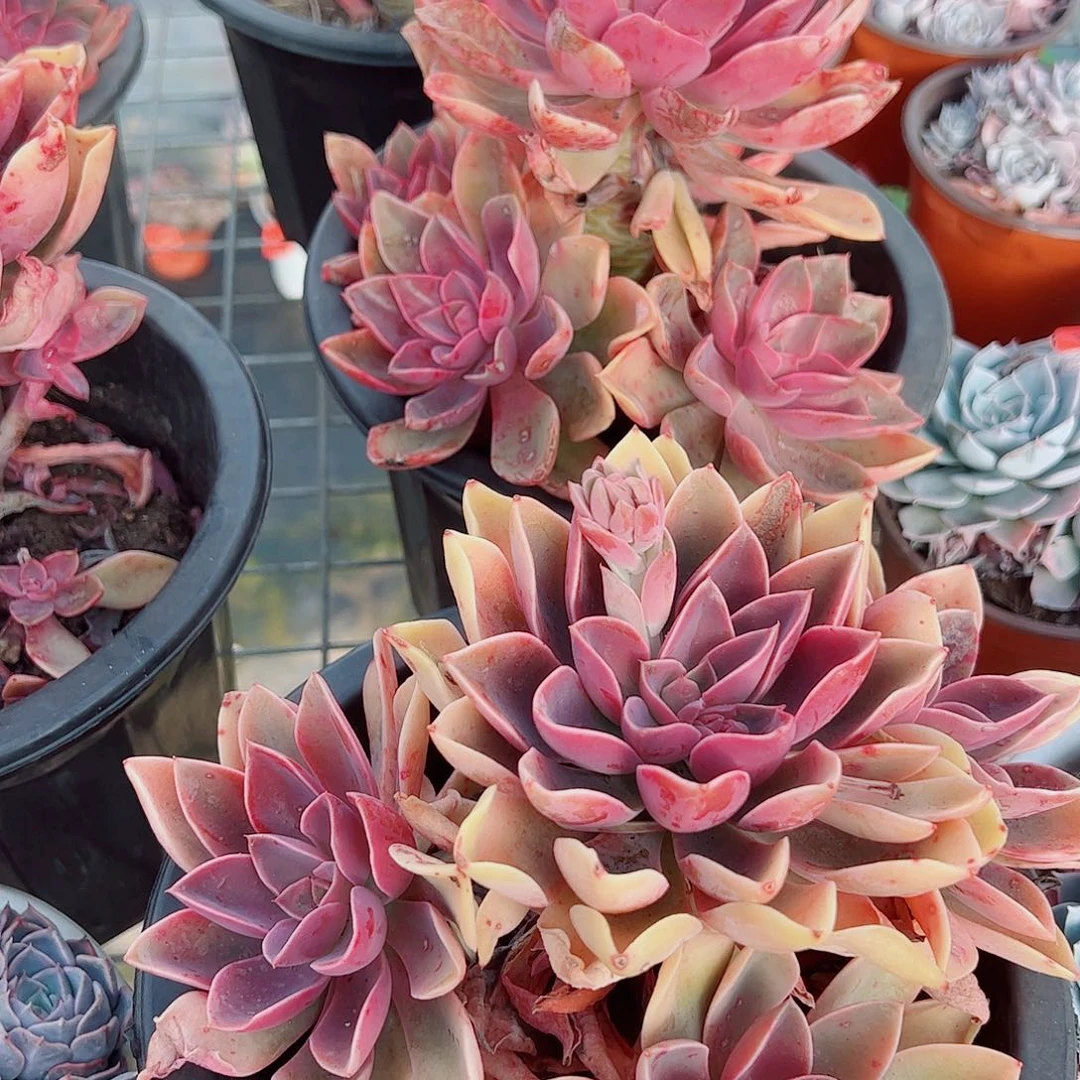 紫气东来多头群生精品特价