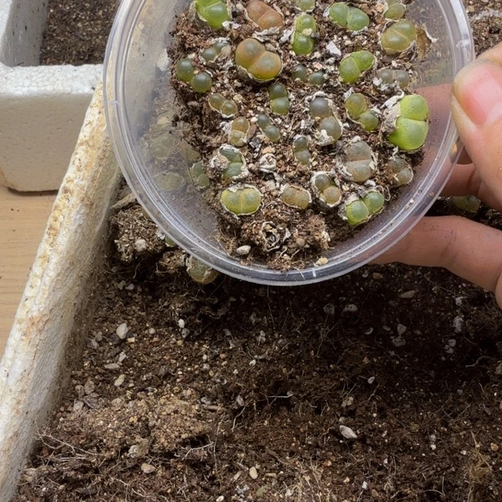 多肉植物的生长发育149