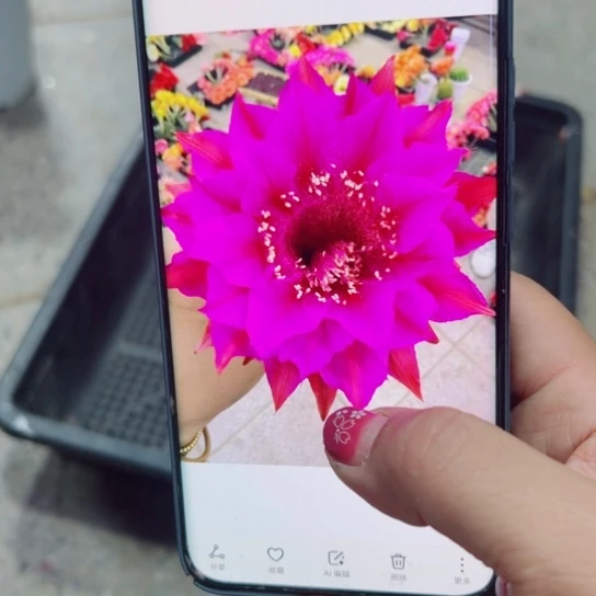 下36彩草紫霞歪无根侧芽4公分左右20包邮