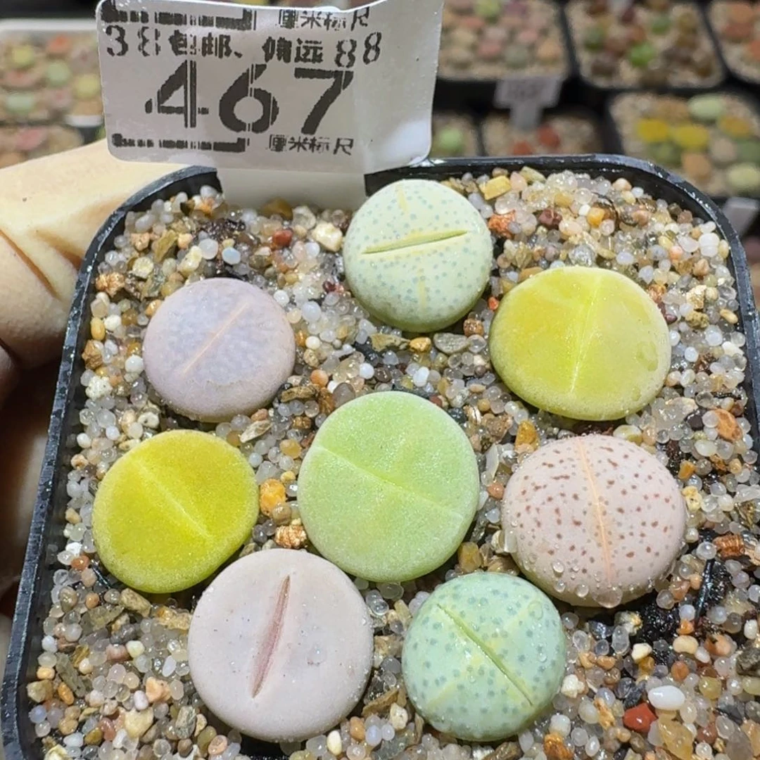 Sssss生石花肉花467