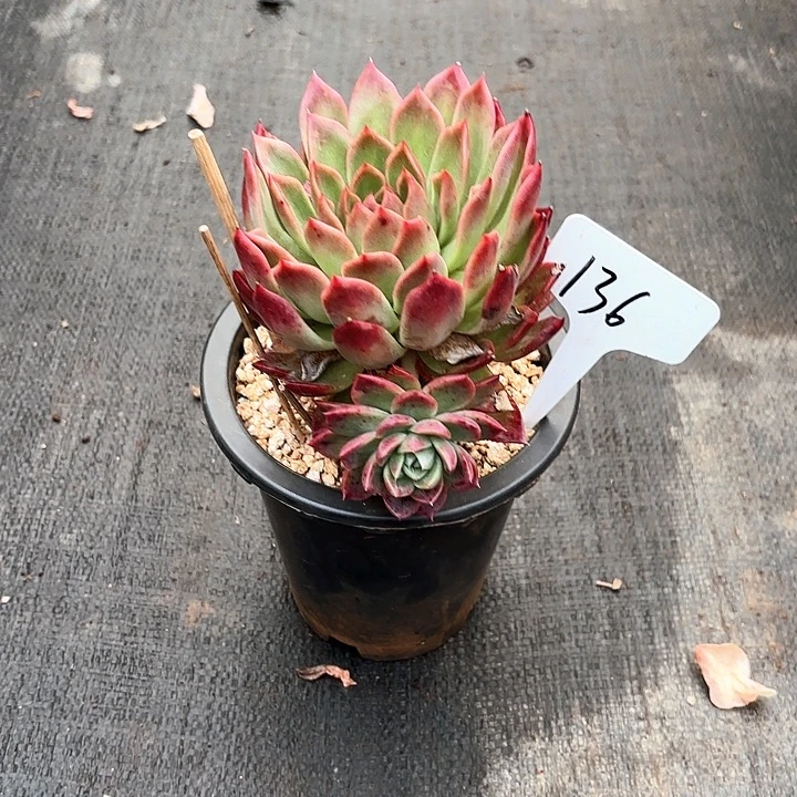 L***c多肉植物，红女巫136号