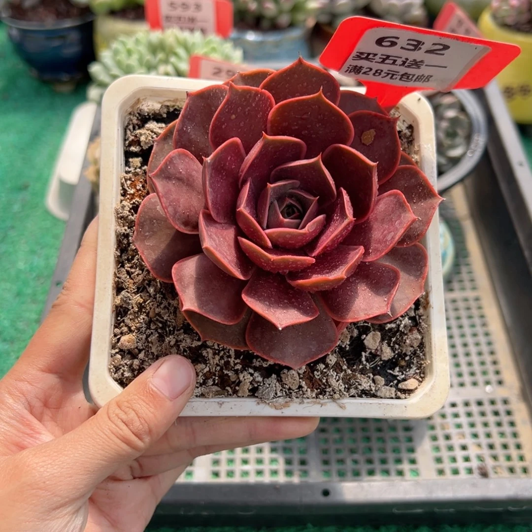 表妹精品多肉植物632.