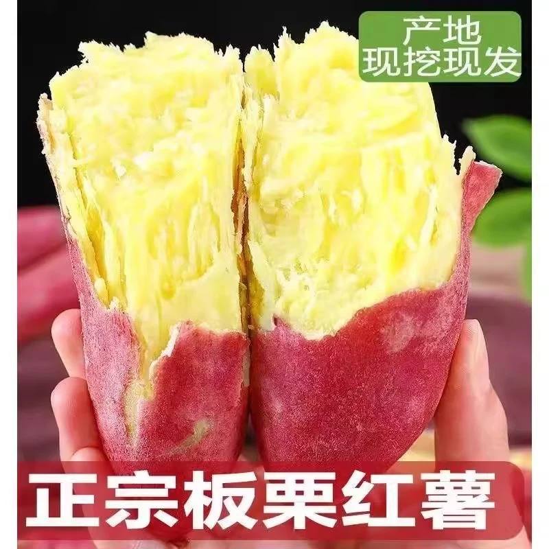 【新鲜现挖】25年陕西正宗板栗薯沙地红薯干面粉甜新挖9/5斤农家薯