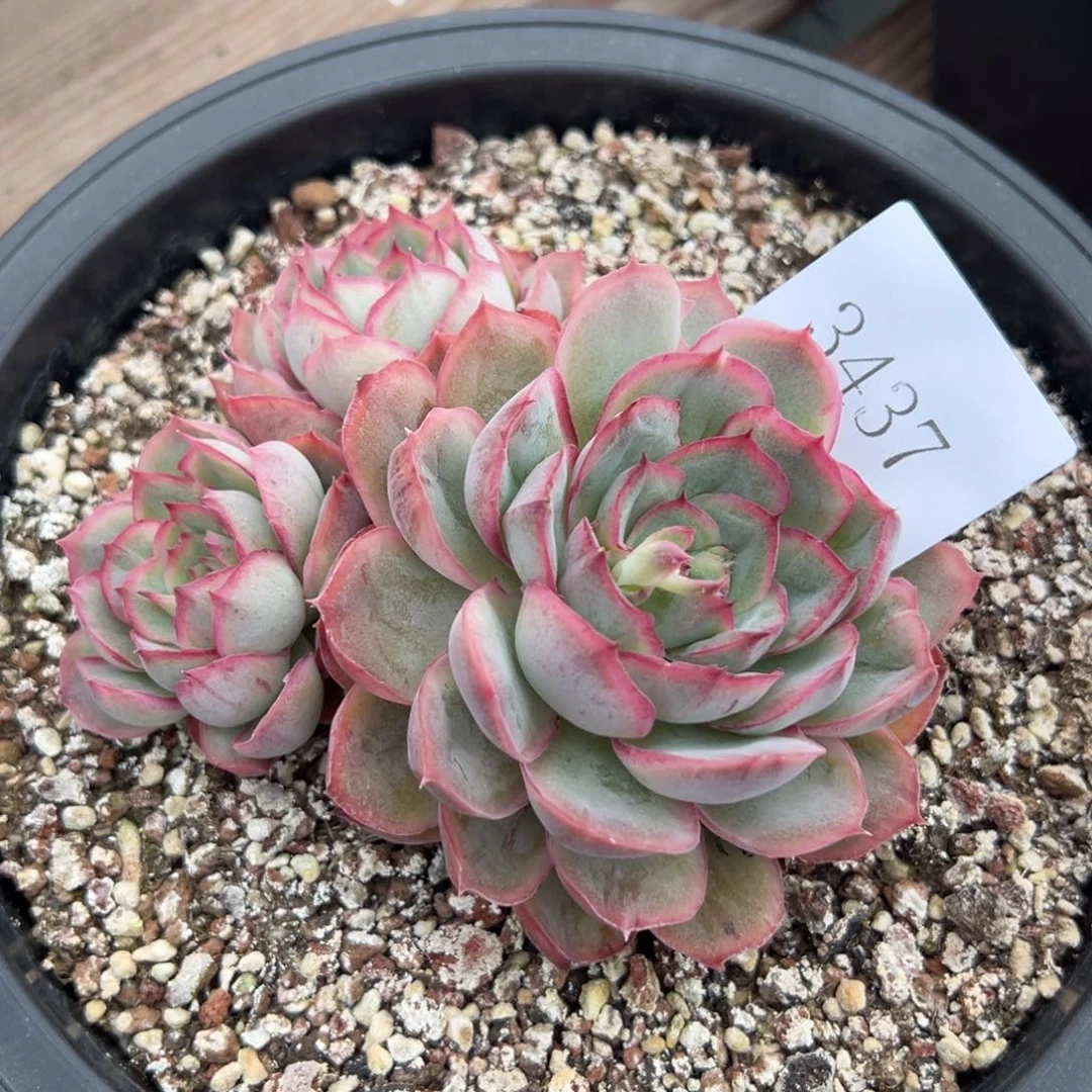 轻*ღ3437多肉多多多多多