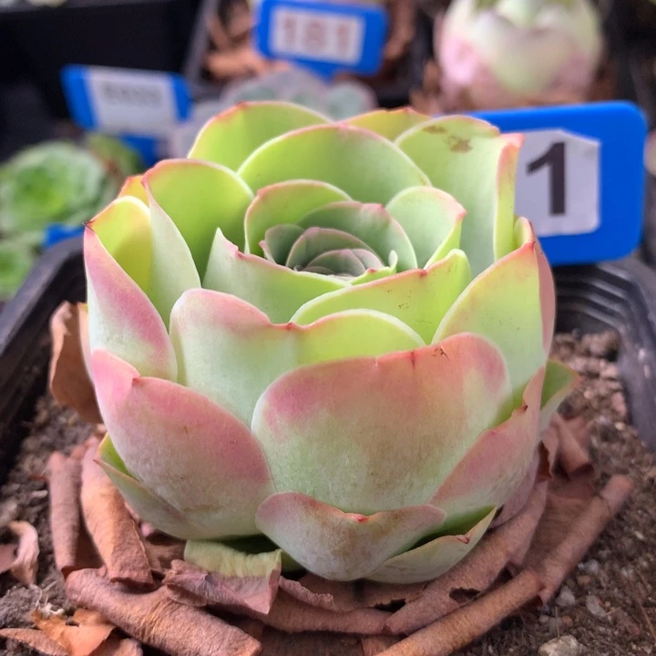 一物一拍爱晚晴231