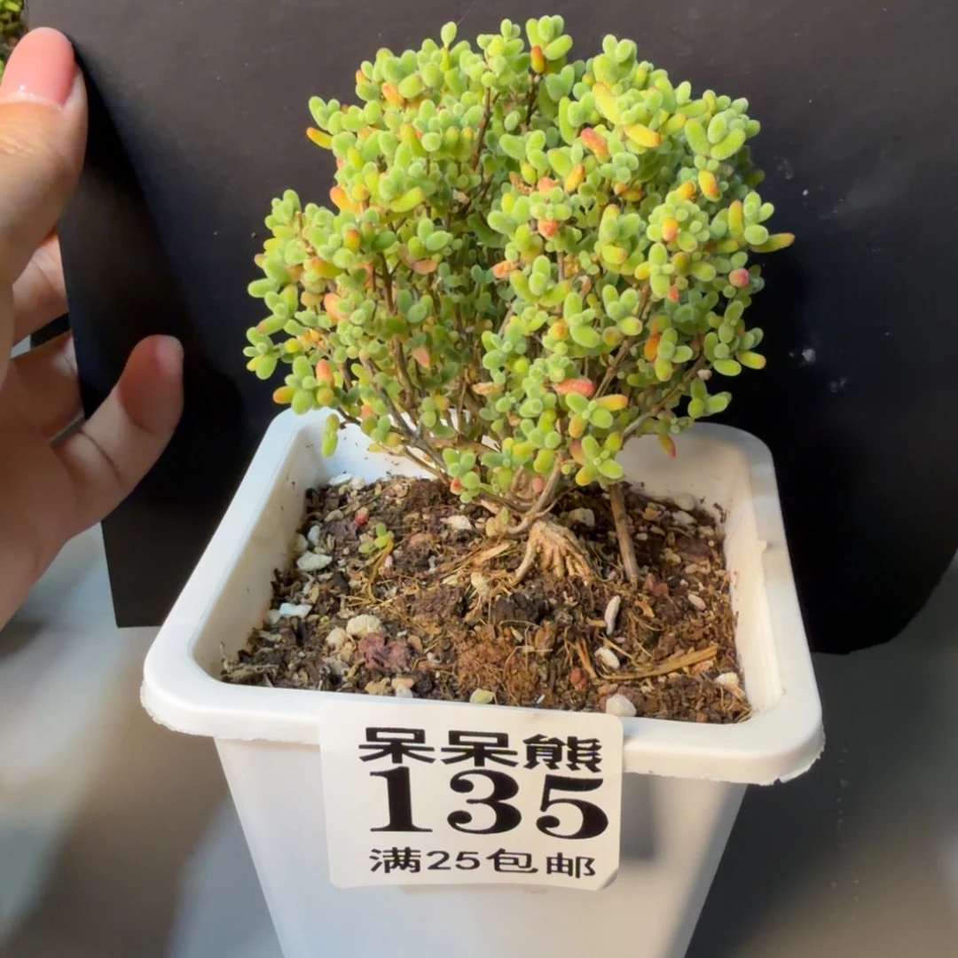 闪电购花卉园艺135