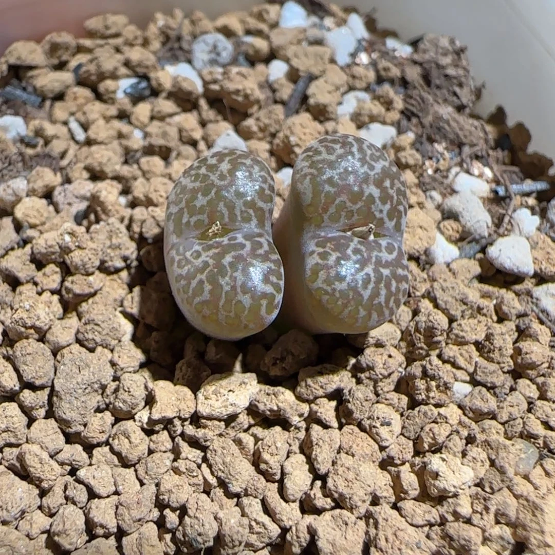 肉锥多肉植物组合-豹纹鸟1066