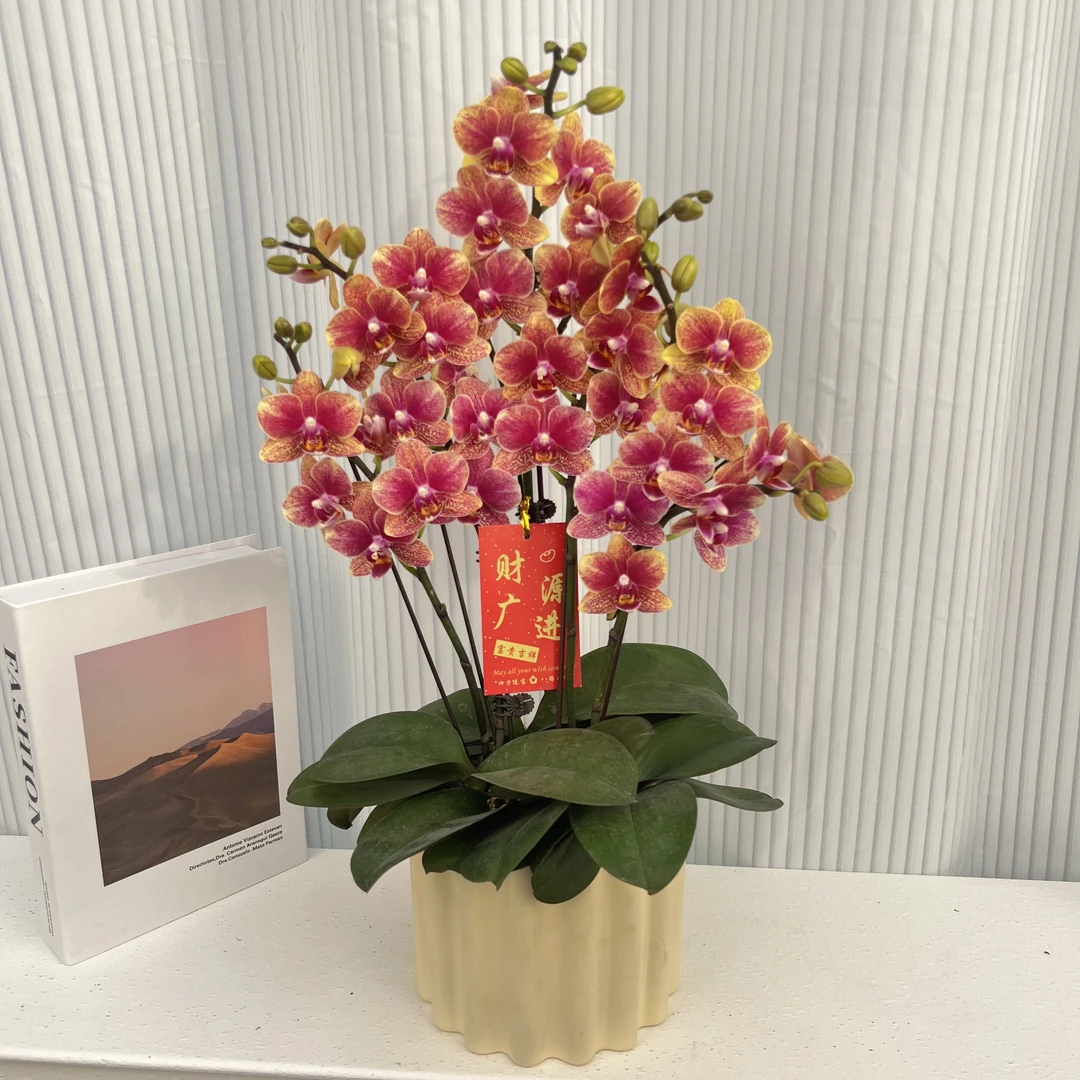 蝴蝶兰《金蝶》聚宝盆爆款年宵花4年老庄苗基地直发叶片碧绿好3-5