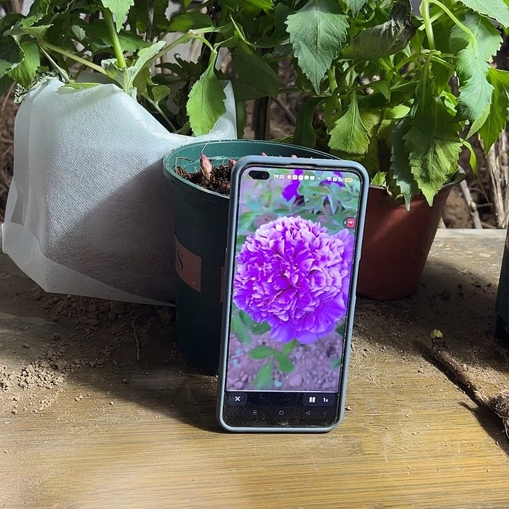 完全开放魏紫嫁接1111