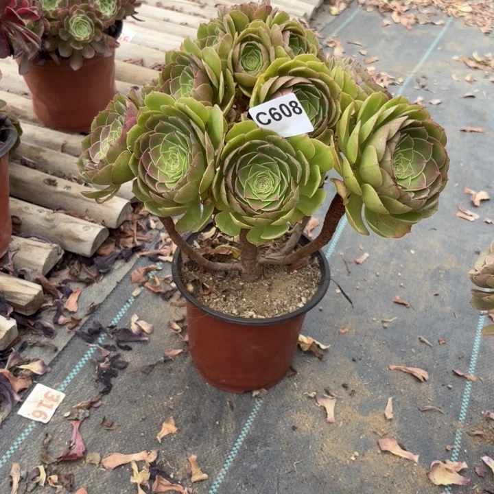 小*万圣节多肉植物不包损608