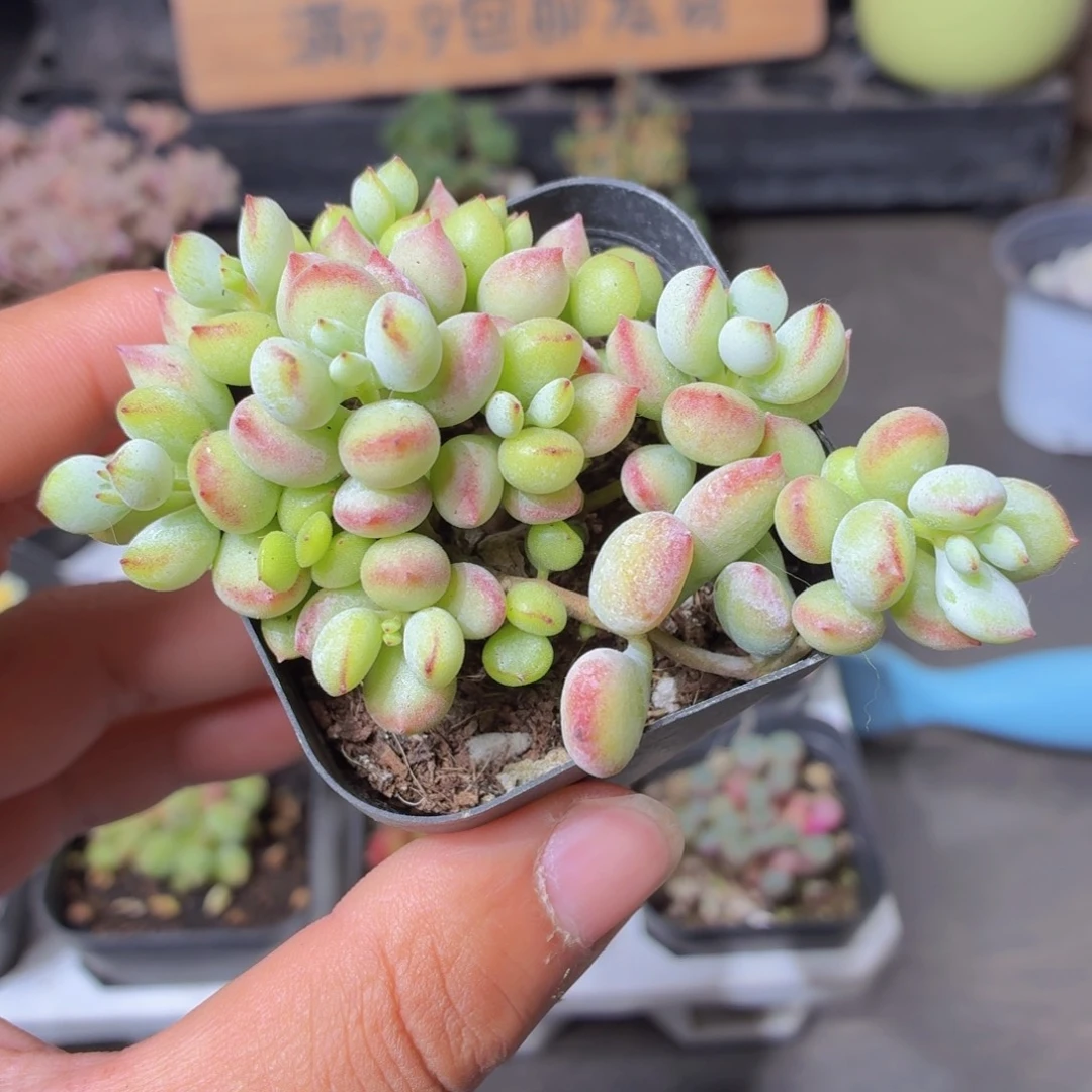 达摩福娘多肉9.9包邮发货