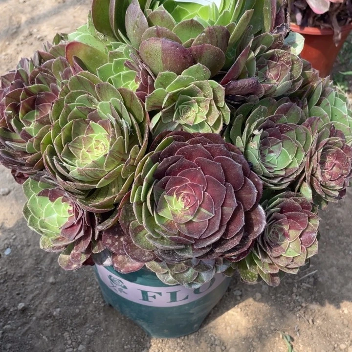 328多肉植物花月夜