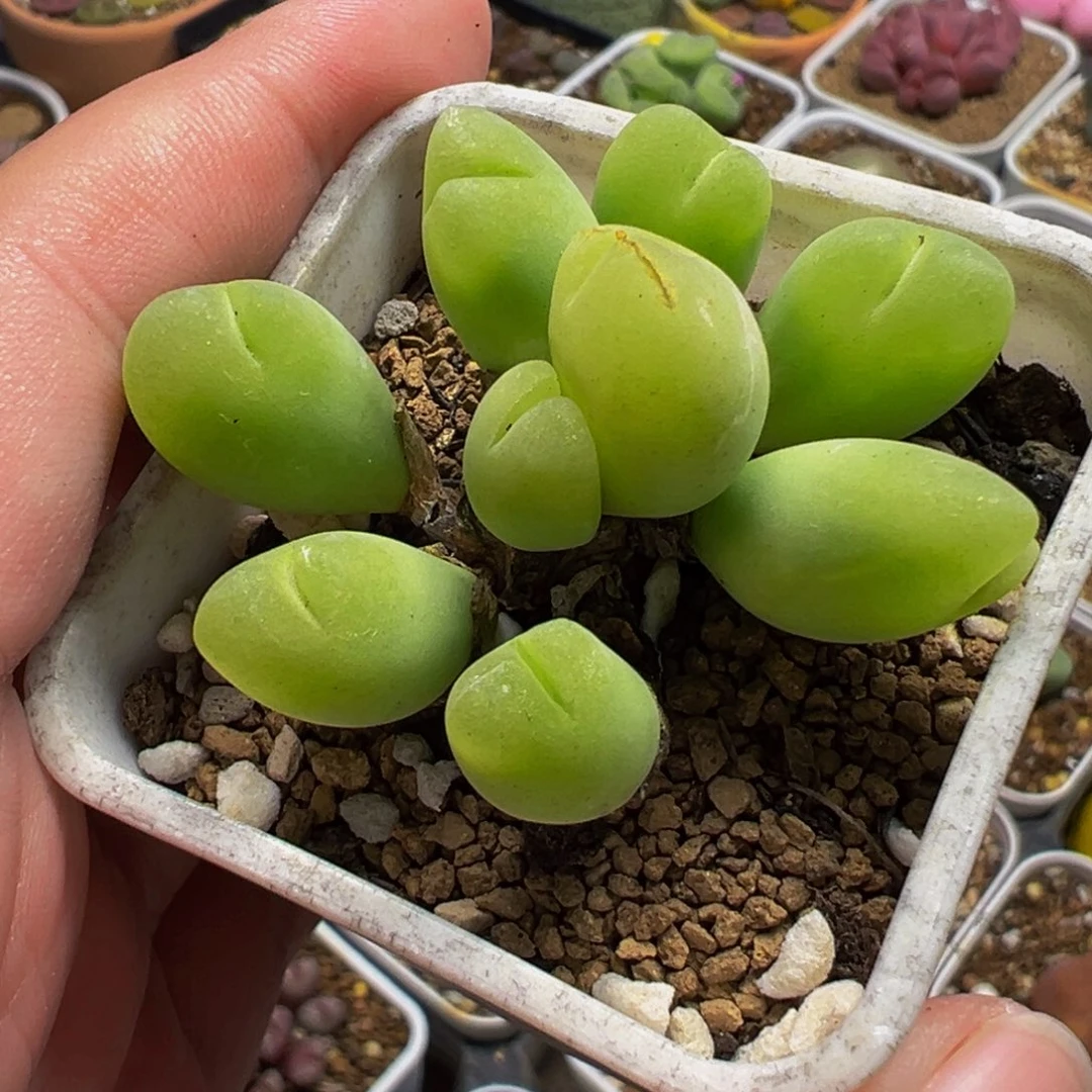 582多肉植物种类和