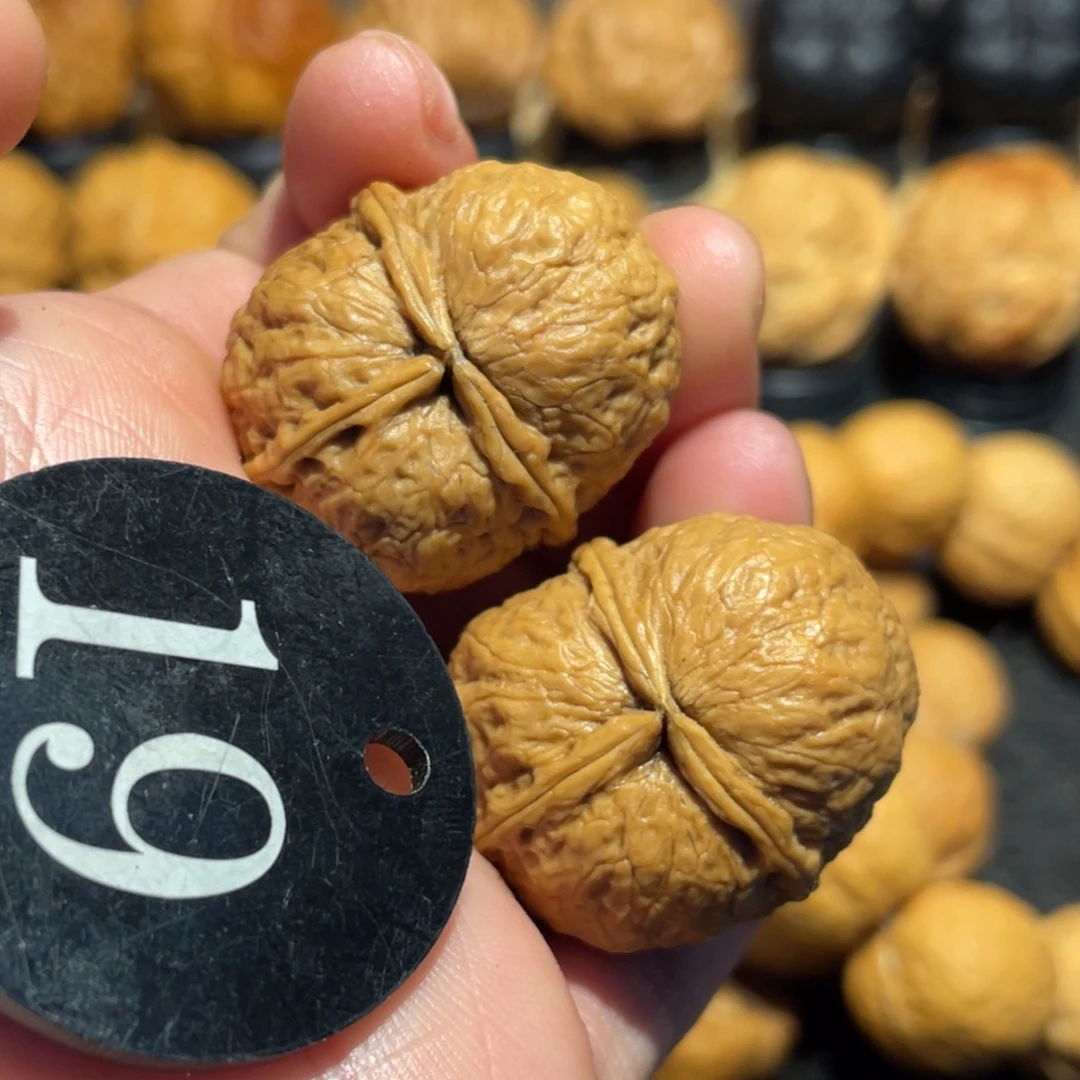 蚂蚁三棱萌萌包核桃31