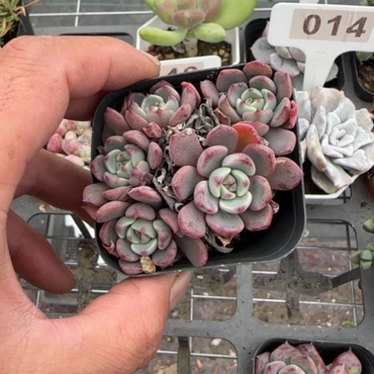 36娜娜小勾多肉植物多