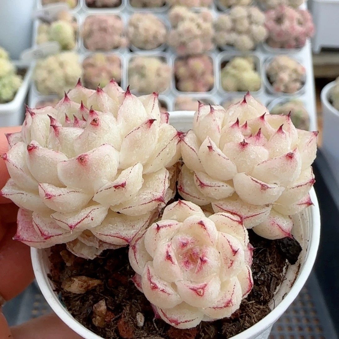 【闪购商品】0221-90边线小魔仙