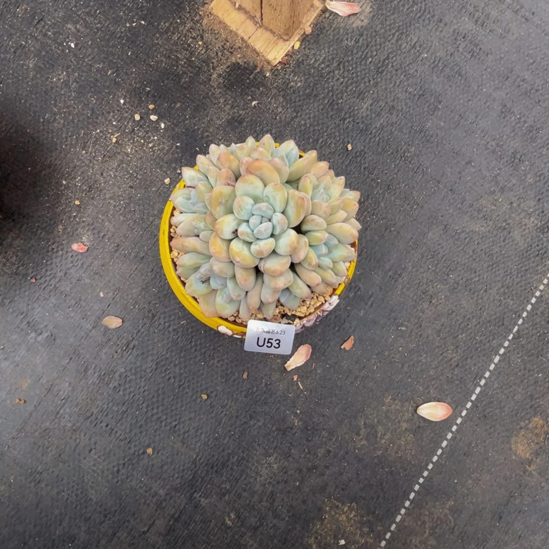 u53香水群生无砍的