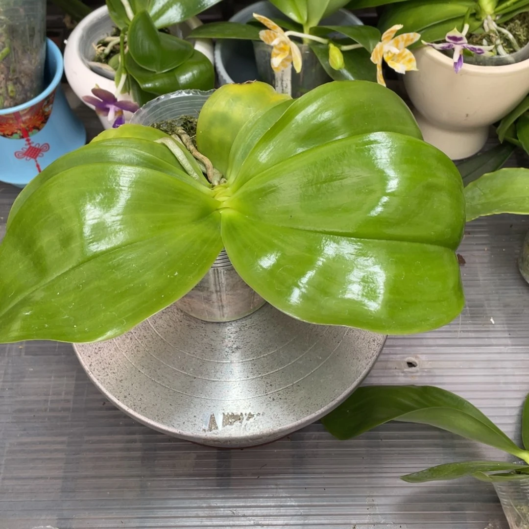 当前无花栽培后可以开花wuP11宝石交珍