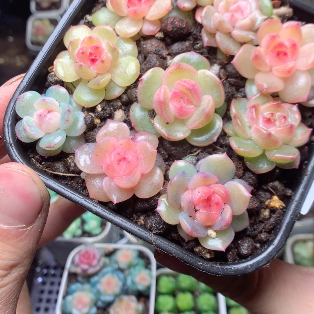 无花朵Q13。yyyyyyyyyyy