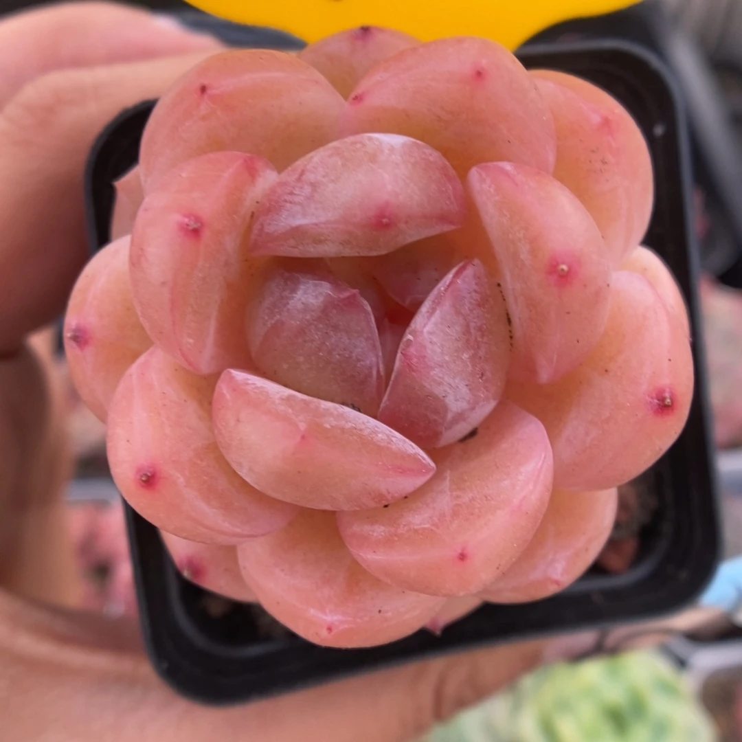 白雪珍妮可拍335号。