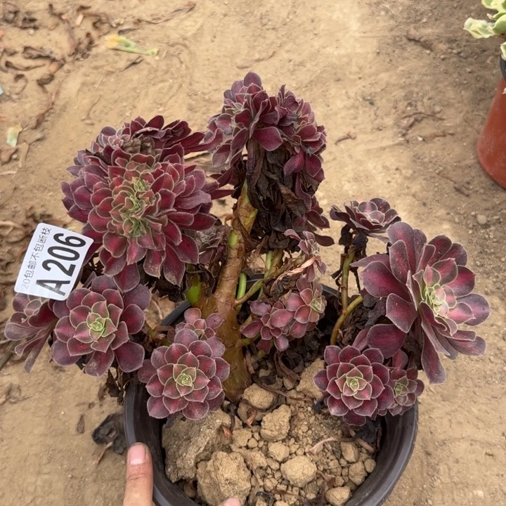 花娜缀……多肉植物……
