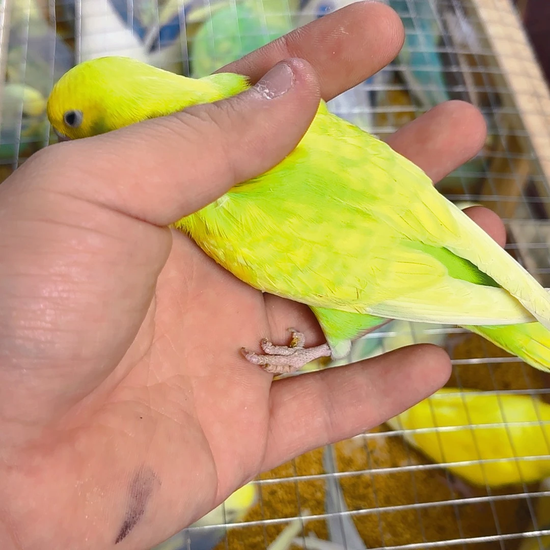 ༄***一虎皮鹦鹉大头一只