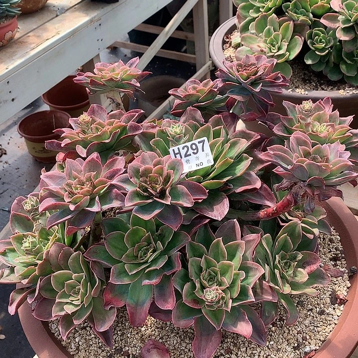 迷雾森林缀化 非偏远38包邮、节后发