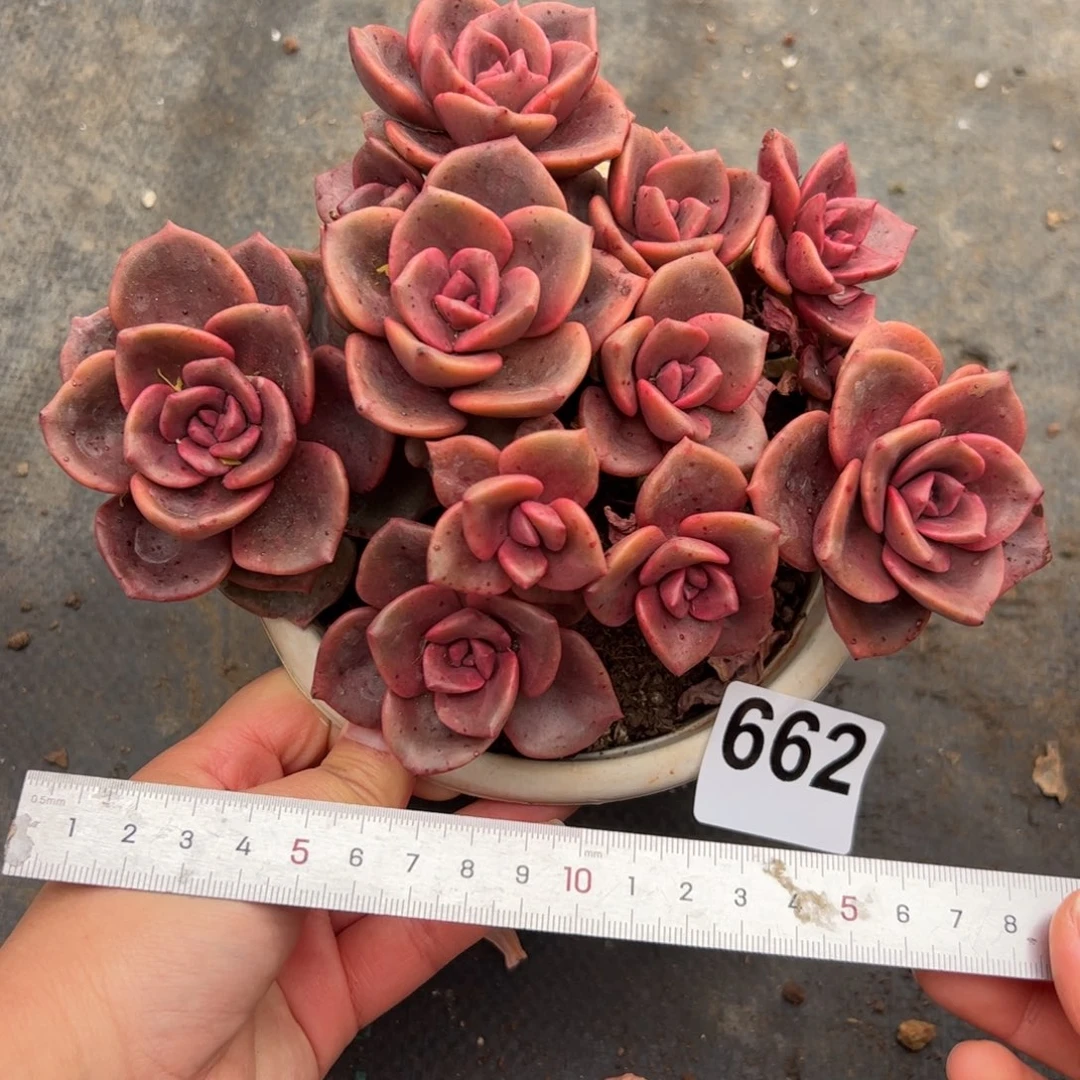 大****?662 多肉植物组合盆栽